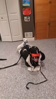 Ball Gagged hogtied