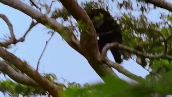 Chimps hunting and eating a Red Colobus