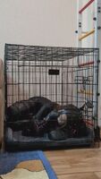 Puppygirl locked in her crate, lying there bored and waiting for her owner to let her out [F][OC]
