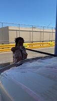 Getting all foamy at the car wash [GIF]