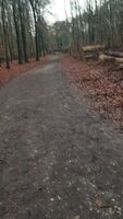 Bored in the woods but no one around :(